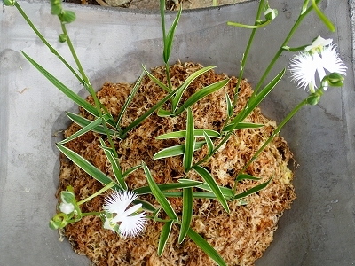 さぎ草展が始まりました_f0203094_13332496.jpg