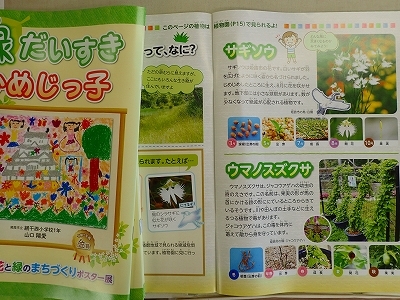 さぎ草展が始まりました_f0203094_13352512.jpg