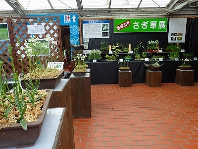 さぎ草展が始まりました_f0203094_13372212.jpg