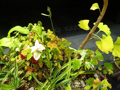 さぎ草展が始まりました_f0203094_13375407.jpg