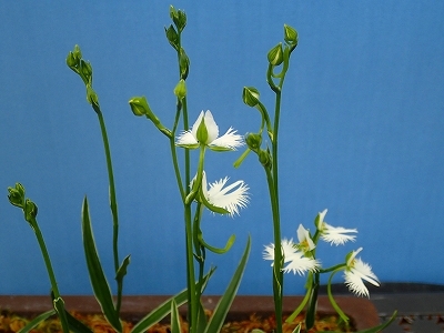 さぎ草展が始まりました_f0203094_13432520.jpg