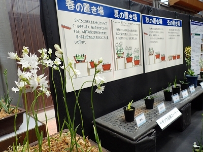 さぎ草展が始まりました_f0203094_13453088.jpg