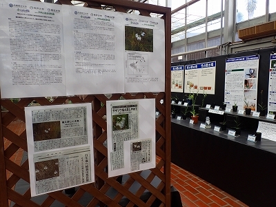 さぎ草展が始まりました_f0203094_13461675.jpg