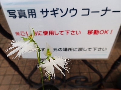 さぎ草展が始まりました_f0203094_13471734.jpg