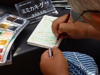 さぎ草展が始まりました_f0203094_13531137.jpg