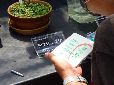 さぎ草展が始まりました_f0203094_13531167.jpg