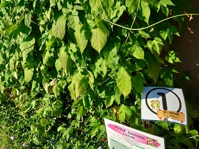 さぎ草展が始まりました_f0203094_14022810.jpg