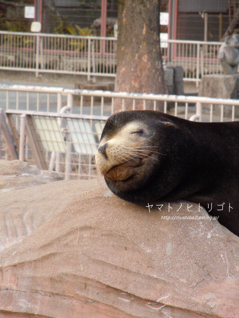東山動物園①_e0394031_06065471.jpg