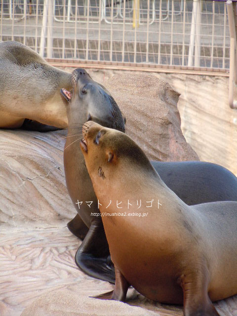 東山動物園①_e0394031_06065665.jpg
