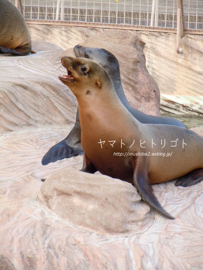 東山動物園①_e0394031_06065867.jpg