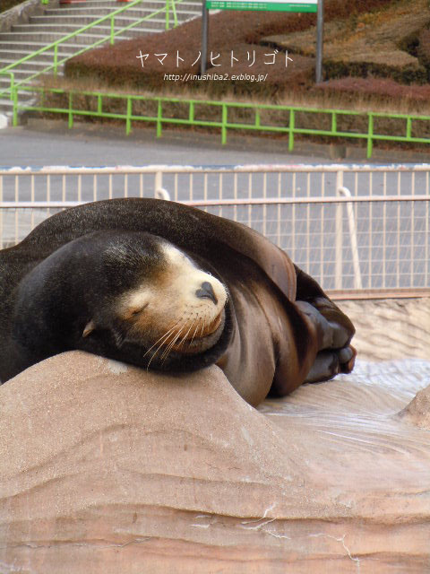 東山動物園①_e0394031_06070175.jpg
