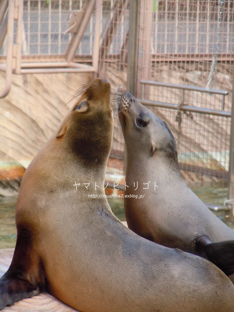 東山動物園①_e0394031_06070382.jpg
