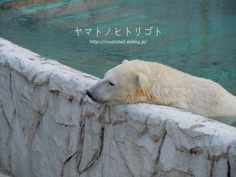 東山動物園①_e0394031_06070530.jpg
