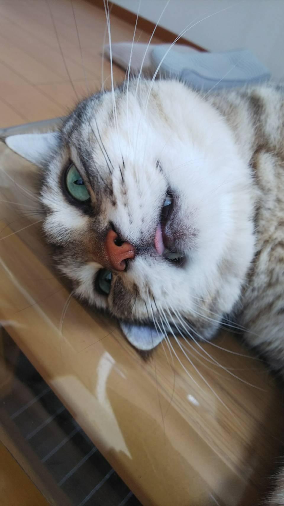 むぎ9歳!_c0259945_17131486.jpg