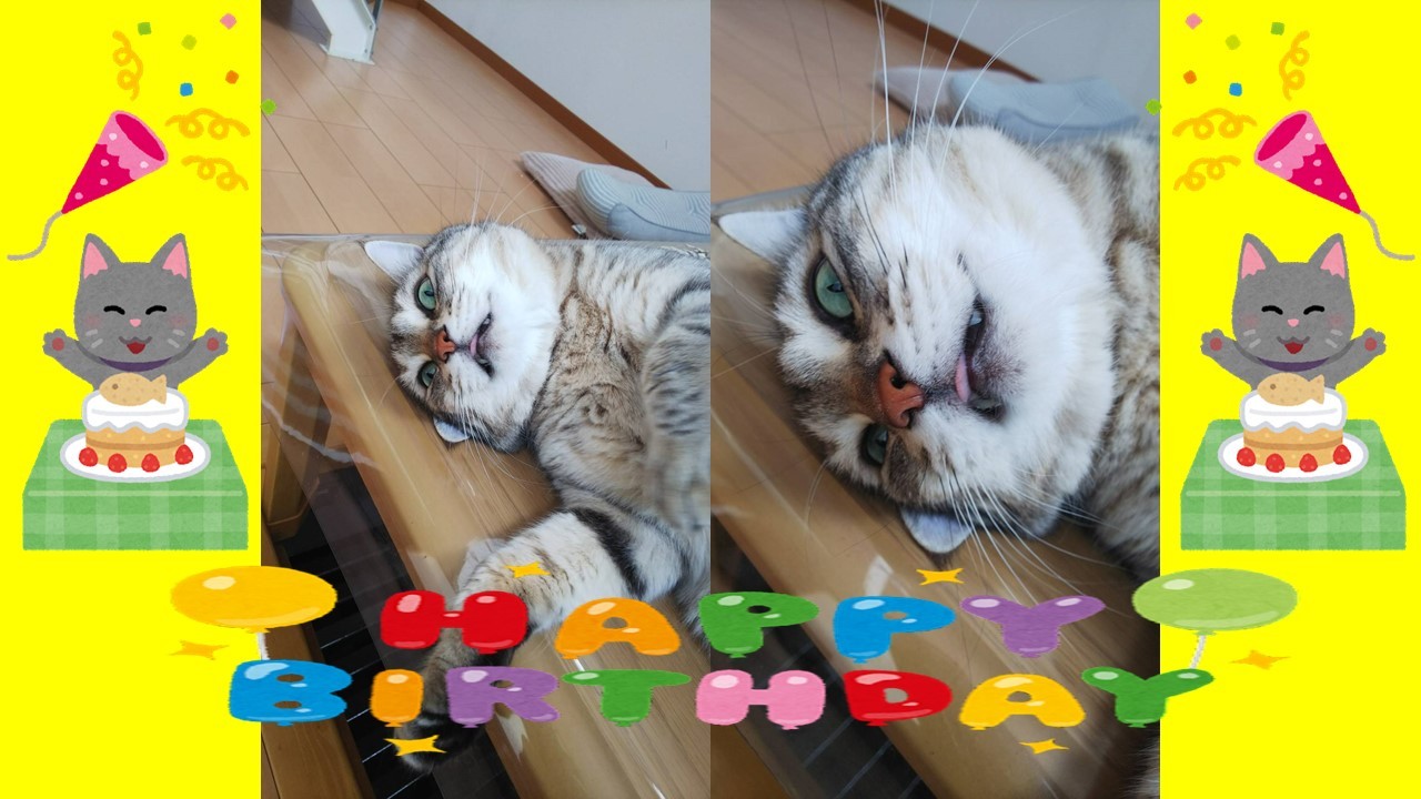むぎ9歳!_c0259945_17401093.jpg