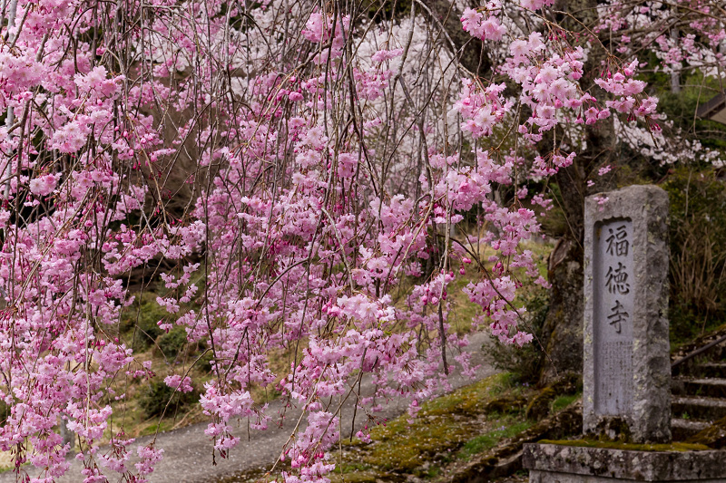 2021桜咲く京都　京北・福徳寺の春景色_f0155048_23030900.jpg