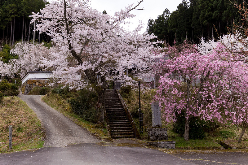 2021桜咲く京都　京北・福徳寺の春景色_f0155048_23031582.jpg