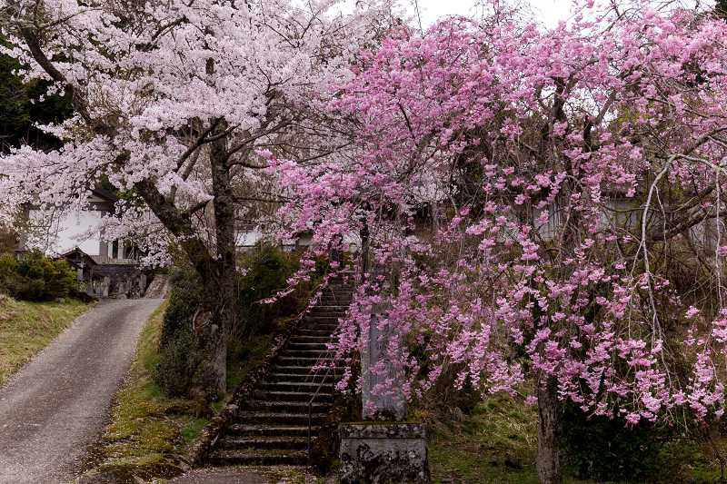 2021桜咲く京都　京北・福徳寺の春景色_f0155048_23032022.jpg