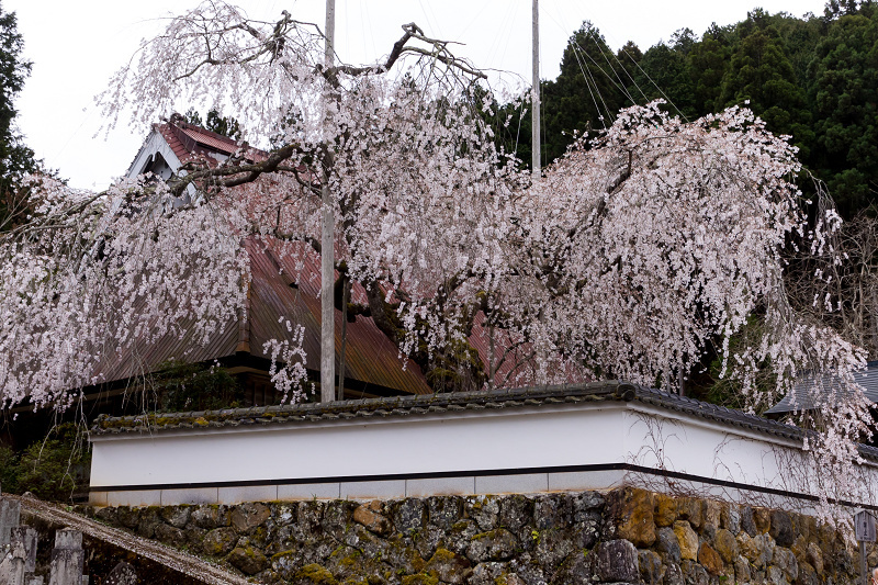 2021桜咲く京都　京北・福徳寺の春景色_f0155048_23033292.jpg