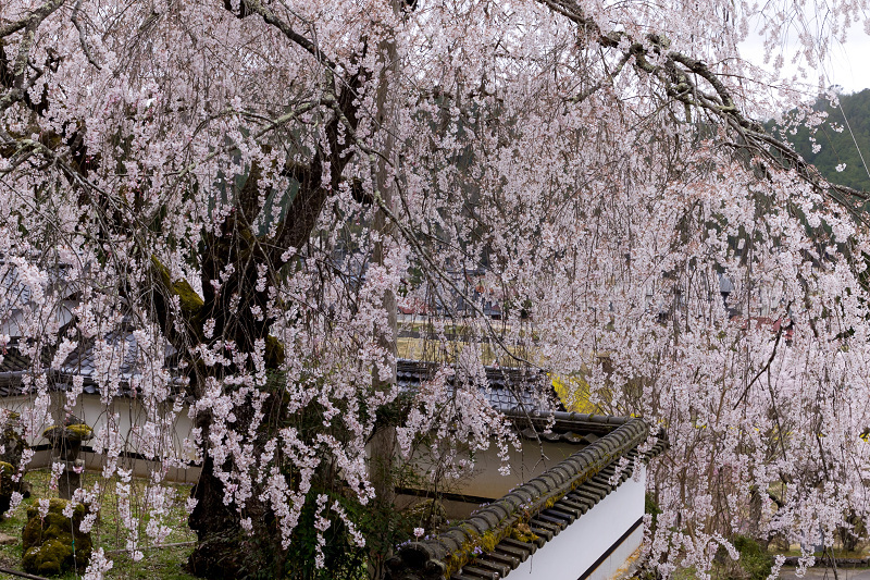 2021桜咲く京都　京北・福徳寺の春景色_f0155048_23035076.jpg