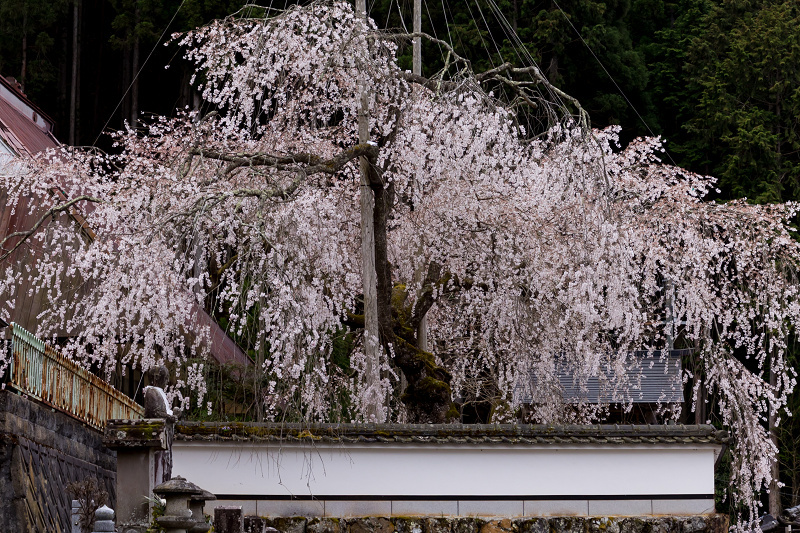 2021桜咲く京都　京北・福徳寺の春景色_f0155048_23035724.jpg