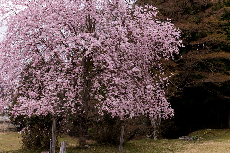 2021桜咲く京都　京北・福徳寺の春景色_f0155048_23040686.jpg