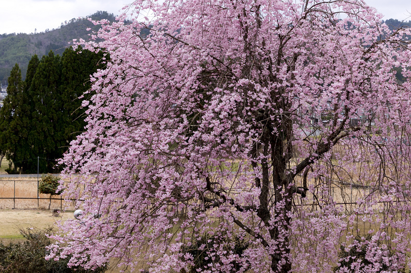 2021桜咲く京都　京北・福徳寺の春景色_f0155048_23041809.jpg