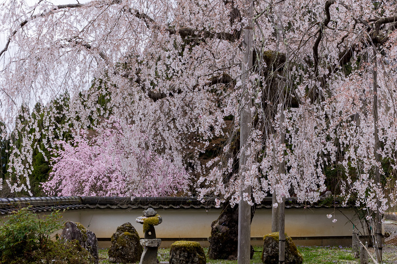 2021桜咲く京都　京北・福徳寺の春景色_f0155048_23043926.jpg