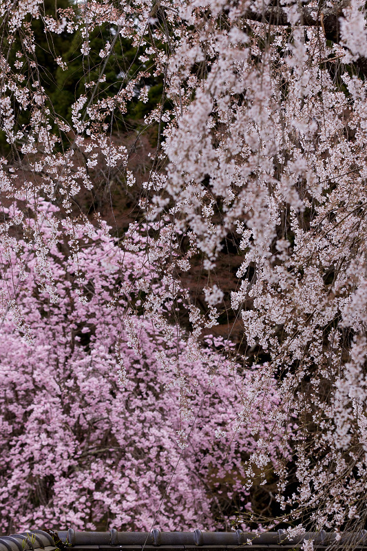 2021桜咲く京都　京北・福徳寺の春景色_f0155048_23045026.jpg