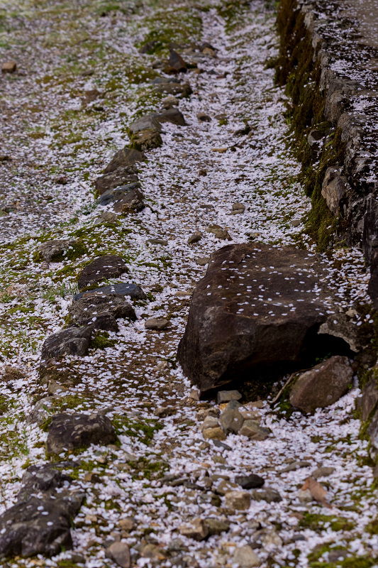 2021桜咲く京都　京北・福徳寺の春景色_f0155048_23050979.jpg