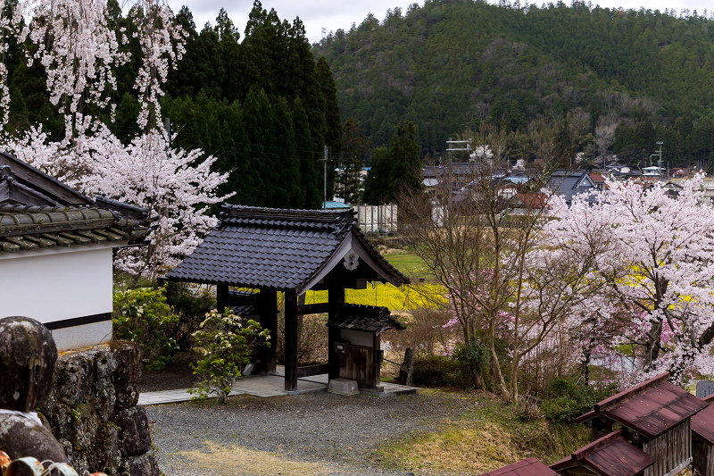 2021桜咲く京都　京北・福徳寺の春景色_f0155048_23051869.jpg