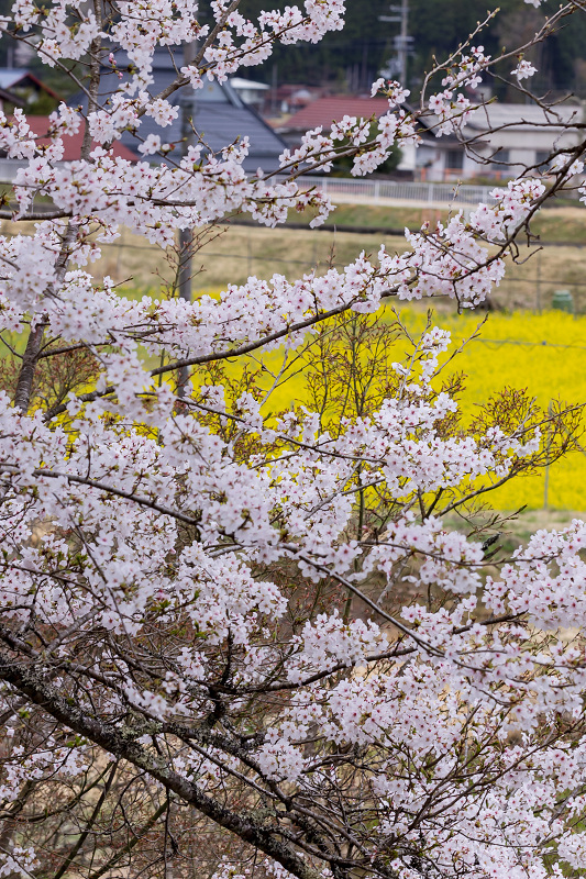 2021桜咲く京都　京北・福徳寺の春景色_f0155048_23052164.jpg