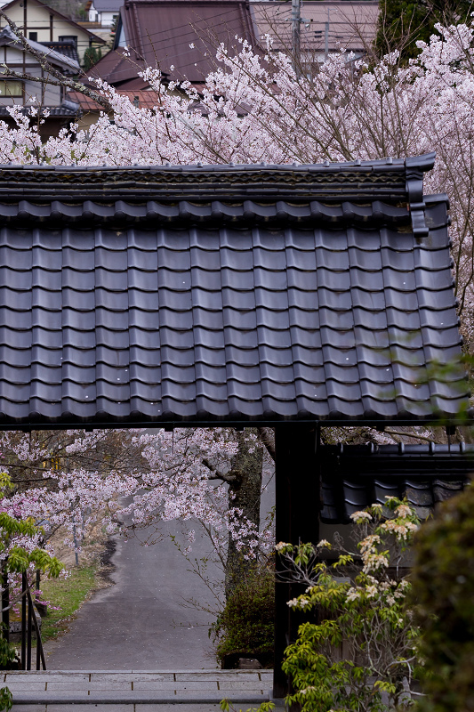 2021桜咲く京都　京北・福徳寺の春景色_f0155048_23052657.jpg