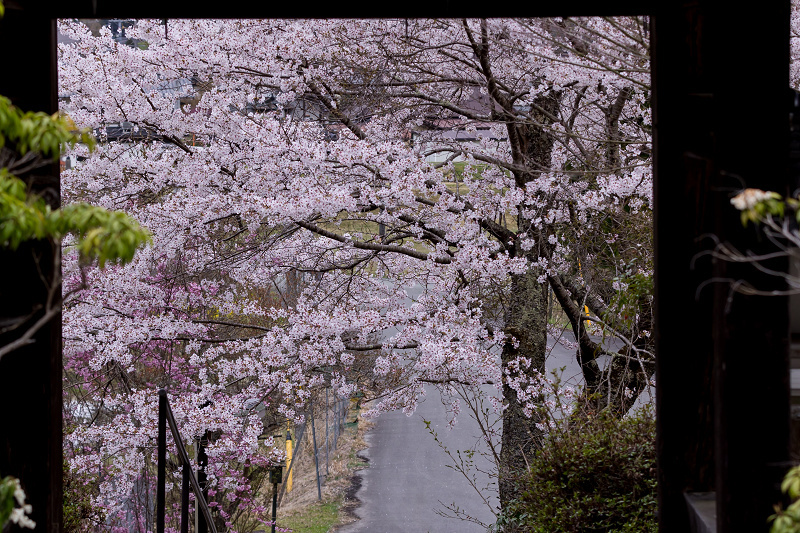 2021桜咲く京都　京北・福徳寺の春景色_f0155048_23053233.jpg