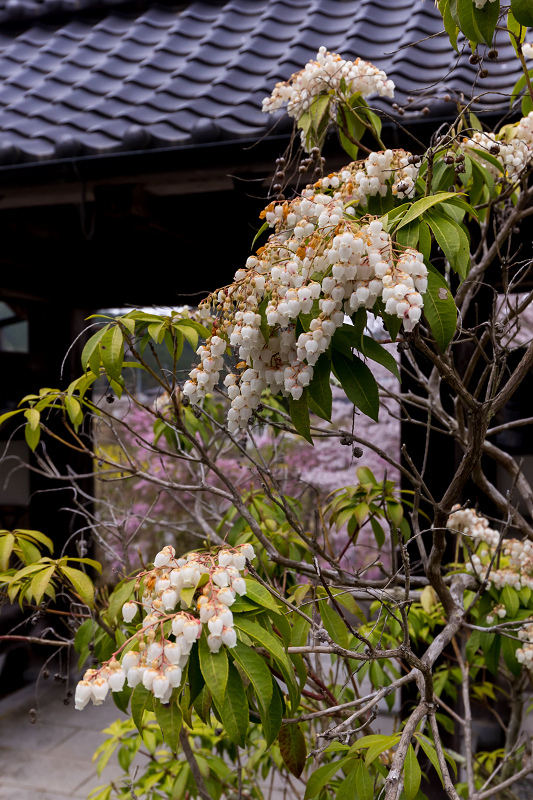 2021桜咲く京都　京北・福徳寺の春景色_f0155048_23054631.jpg