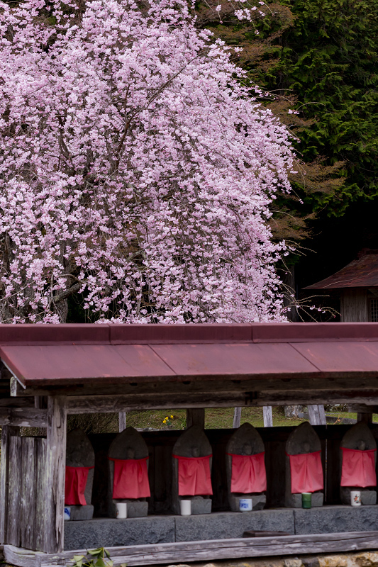 2021桜咲く京都　京北・福徳寺の春景色_f0155048_23054929.jpg