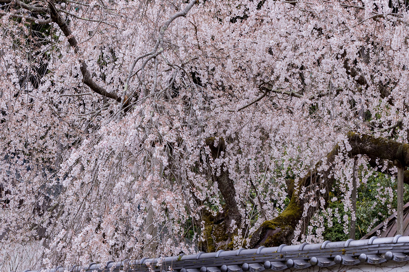 2021桜咲く京都　京北・福徳寺の春景色_f0155048_23055746.jpg