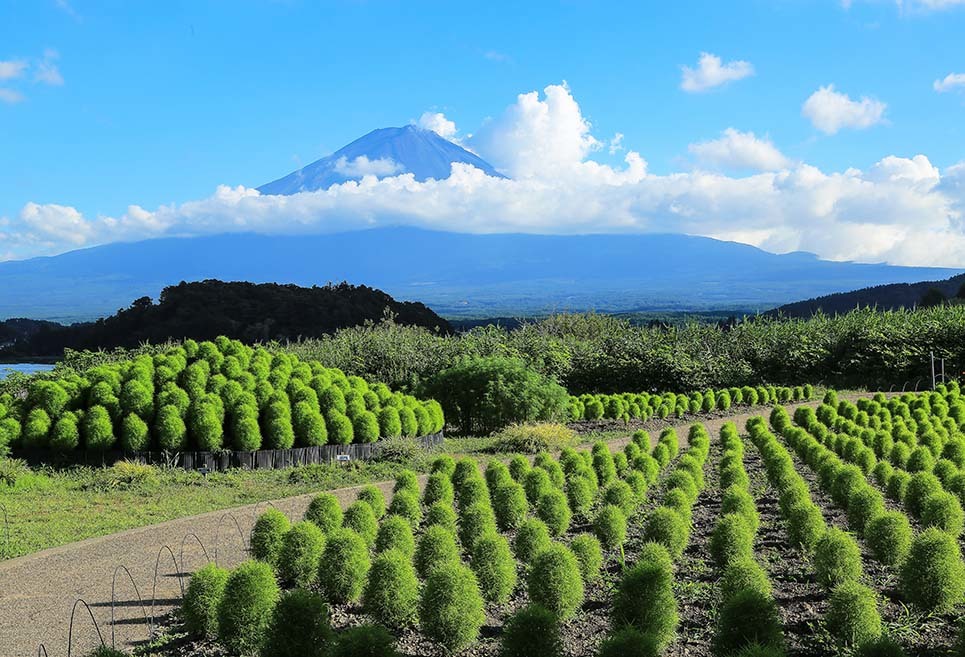 令和２年８月４日～５日の写真から_b0355457_08423424.jpg