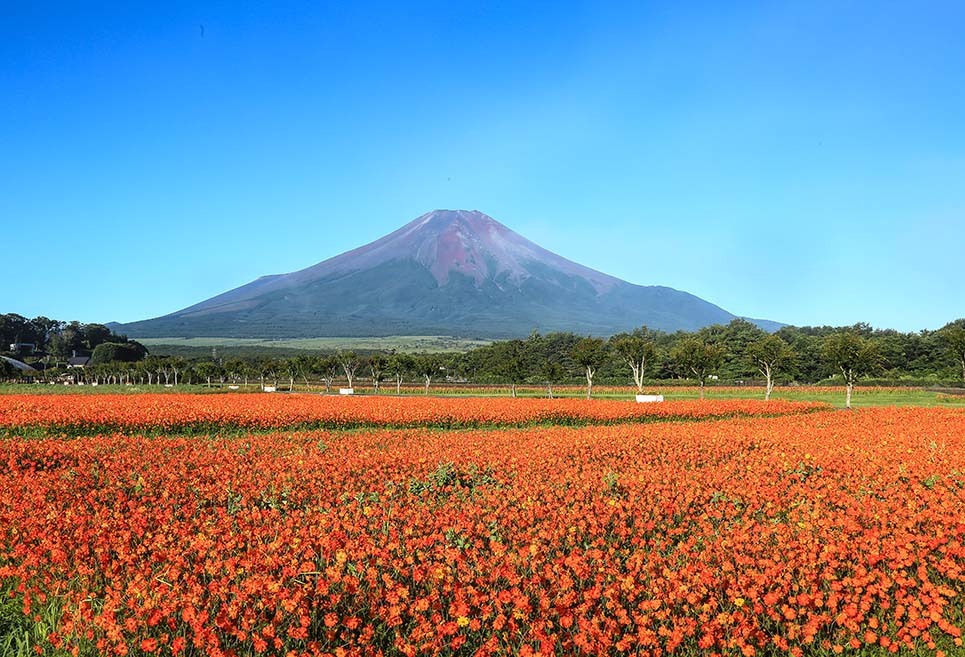 令和２年８月４日～５日の写真から_b0355457_08441031.jpg