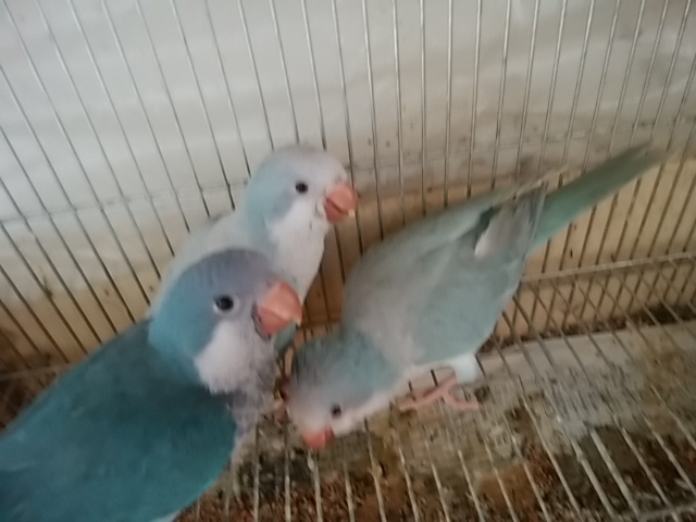 オキナインコ色変わり ホワイトコキン