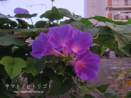カオナシの朝_e0394031_07210156.jpg
