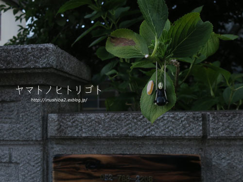 カオナシの朝_e0394031_07224612.jpg