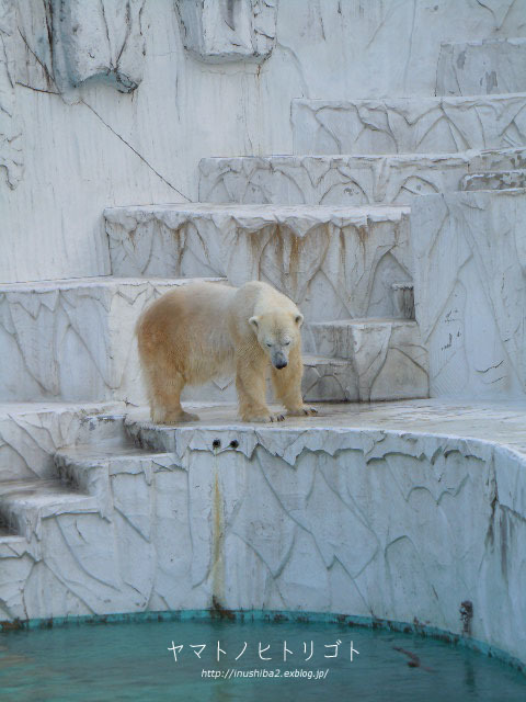 東山動物園②_e0394031_09082272.jpg
