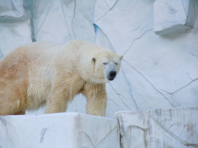 東山動物園②_e0394031_09083420.jpg