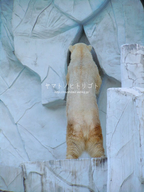 東山動物園②_e0394031_09083737.jpg