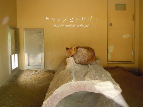 東山動物園②_e0394031_09085044.jpg