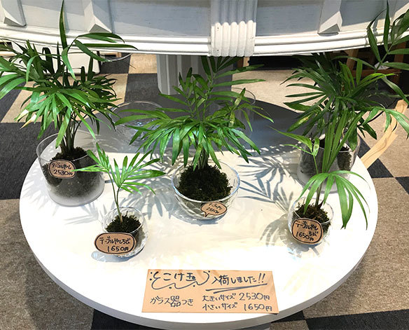 癒しのグリーンたち♪_d0402639_15160822.jpg