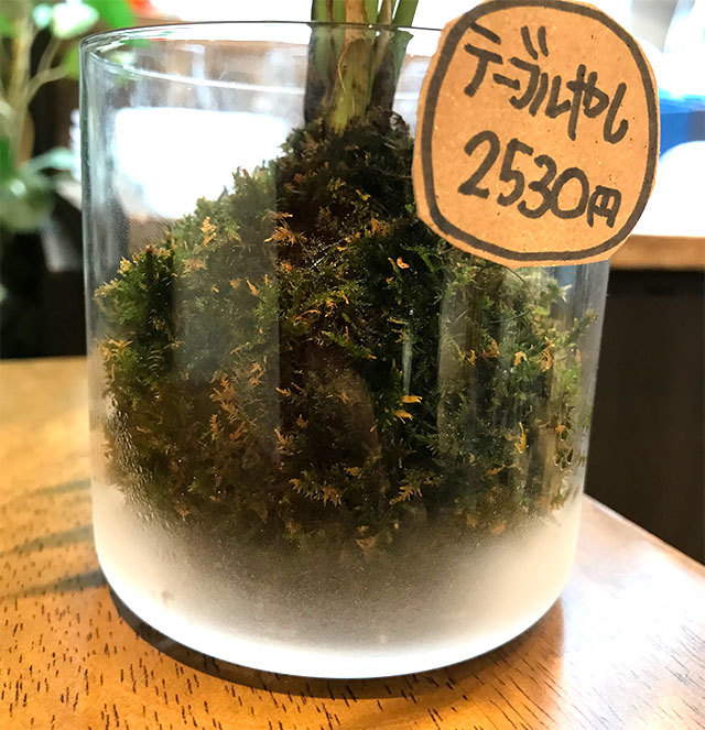 癒しのグリーンたち♪_d0402639_16122710.jpg