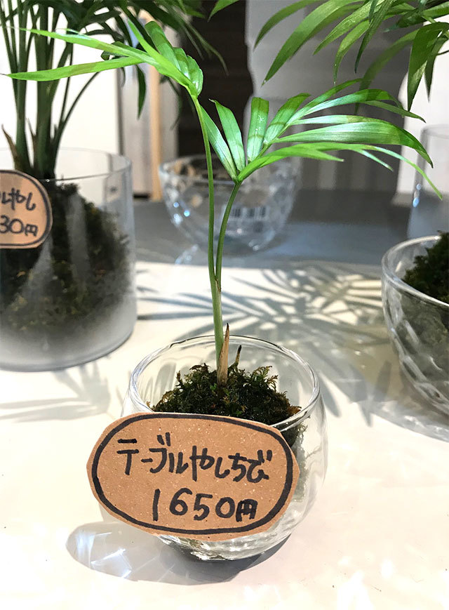 癒しのグリーンたち♪_d0402639_16170149.jpg