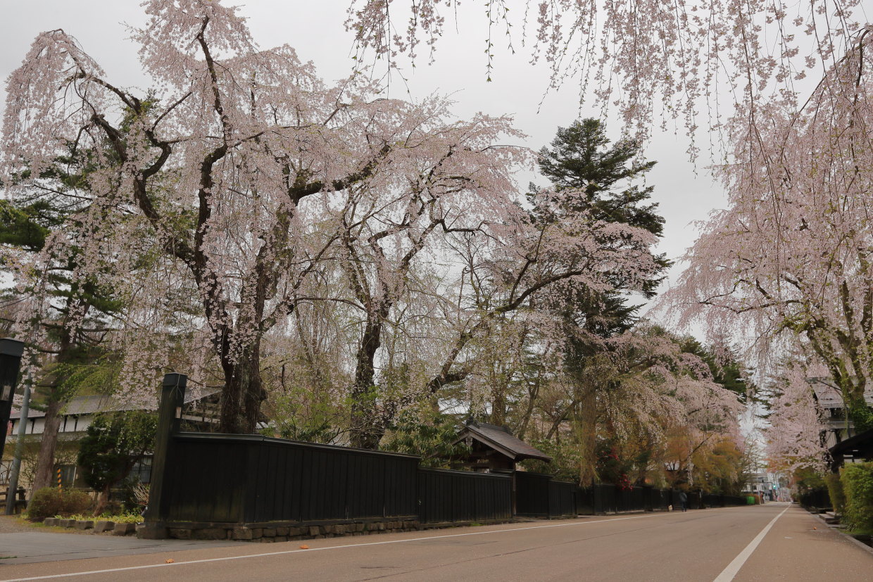 この桜写真は何処の桜でしょうか？_f0099040_21591976.jpg